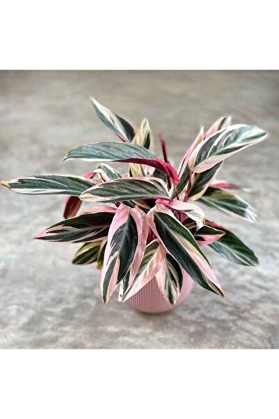 Byaysima Kalatya Triostar Calathea - Dua Çiçeği Ev Ofis Salon Bitkisi