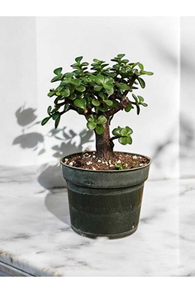 Yades Şans ağacı bonsai