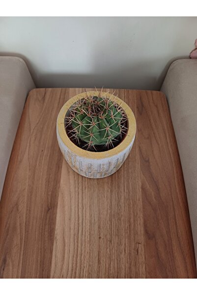 Yades Saksıda Melo Kaktüs 14cm Çap