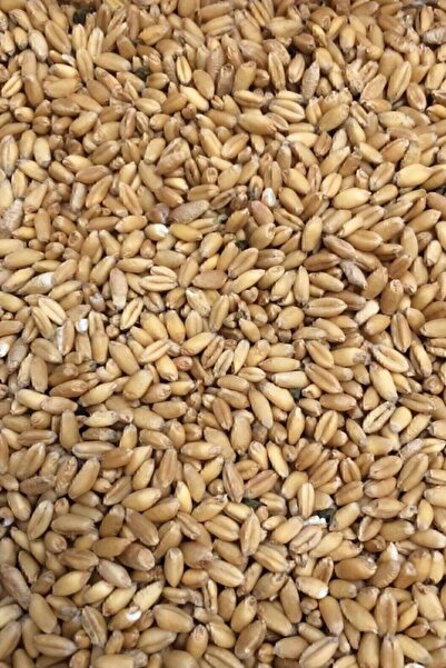 TUNGAŞ Yemlik Buğday, Tavuk Yemi ( ) 25kg