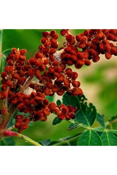 E-fidancim Doğal Anadolu Sumak Tohumu (1000 adet)