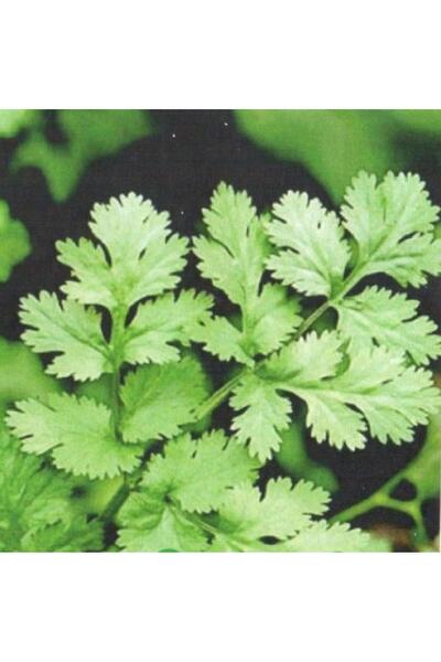 Karahasanoğlu Tarım Yerli Ata Tohumu Aş Otu Kişniş 250 Adet