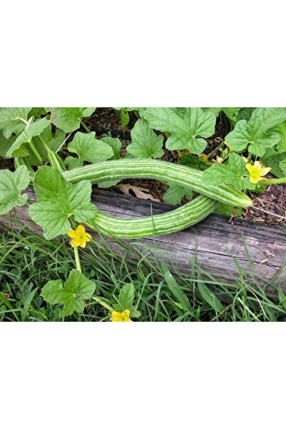 Karahasanoğlu Tarım Yerli Ata Tohumu Beyaz Acur 25 Adet