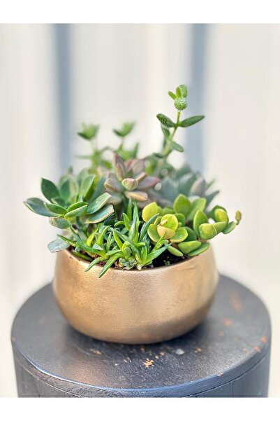 3D PROATO Metalik Dekoratif Şık Saksı / Orkidelik / Sukulent/ Bonsai / Aranjman