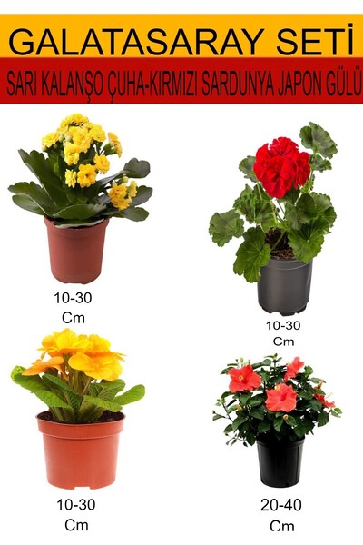 Nura Botanik 4'Lü Takım Seti Sarı Kalanşo+ Sarı Çuha+Kırmızı Sardunya+ Kırmız...