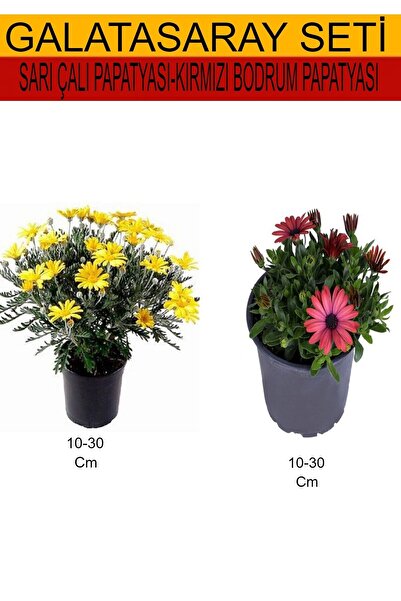 serada decor & plant 2'Li Takım Seti Sarı Çalı Papatyası+Kırmızı Bodrum Papat...