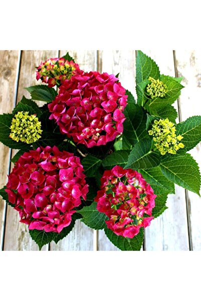 serada decor & plant Videolu 1 Adet Kırmızı Renk Ortanca Çiçeği Fidanı 30-60 ...