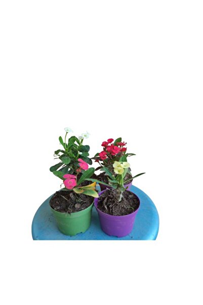 Nura Botanik 4'Lü Milli Dikenler Tacı Seti Beyaz+Pembe+Kırmızı+Sarı Renkli (5...