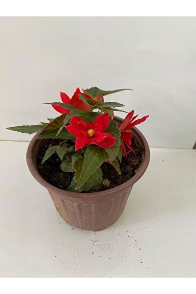 Gardenbox Kırmızı Renk Gelin Damat Çiçeği (Katlı çınar begonya)1 ADET Saksılı...