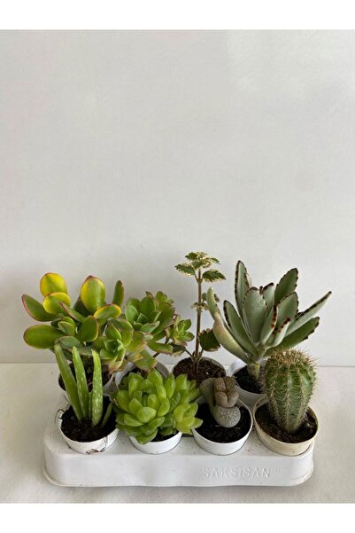 Nura Botanik 8'li Bitki Seti Aleovera Para Sukulent Taş Kaktüs Kokulu Benjami...