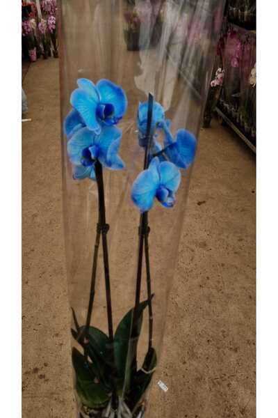Asi orkide(çift dal )
