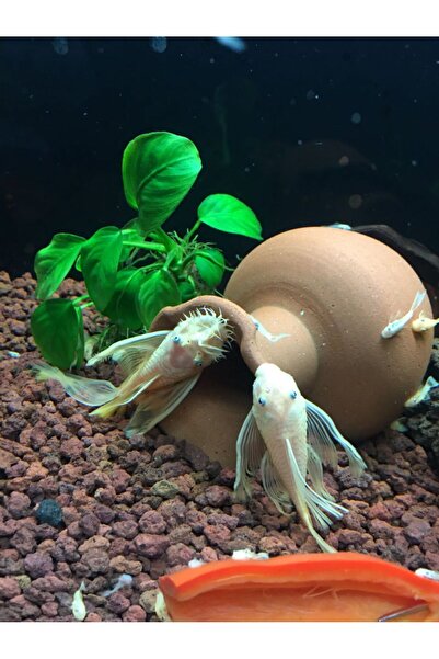 Ekodoğa Akvaryum Taşı 1 Kg 1,5-2,5 cm Yıkanmış Ponza Lav Taşı Kaktüs Bahçe Taşı Kırmızı Pomza Taşı