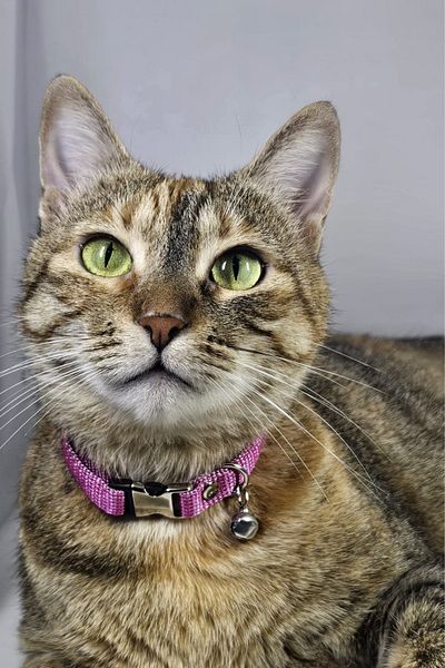Pompiti Adjustable - Pale Pink Cat Collar with Sound Bell (12 Different Color Options) Neck Collar