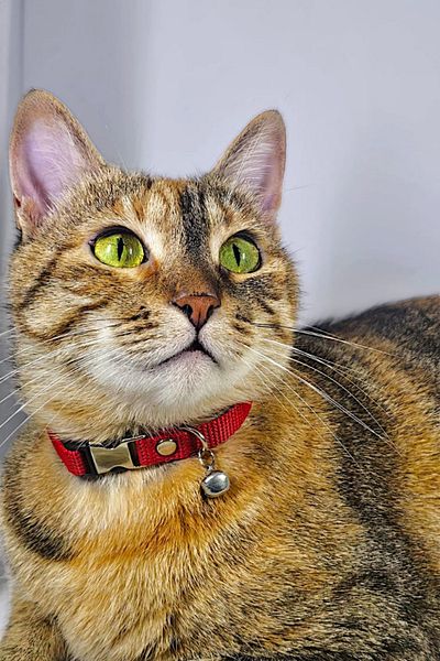 Pompiti Adjustable - Red Cat Collar with Sound Bells (12 Different Color Options) Neck Collar