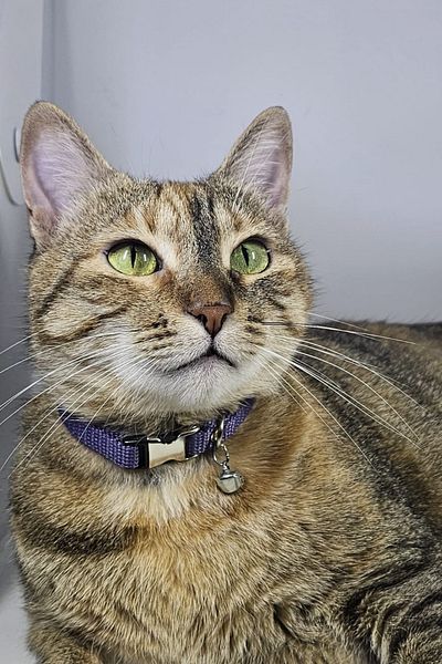 Pompiti Adjustable - Lilac Cat Collar with Sound Bell (12 DIFFERENT COLOR OPTIONS) Neck Collar