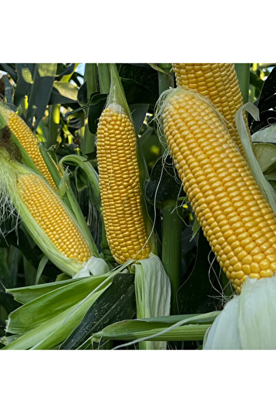 SYNGENTA Tyson Sütlek mısır tohumu