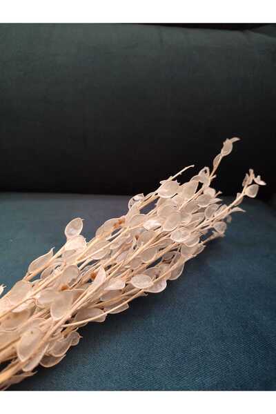 EFİRAZ Beyaz Şoklanmış Sedef Çiçek Kabuksuz , Kuru Çiçek (Ortalama 13 Dal )