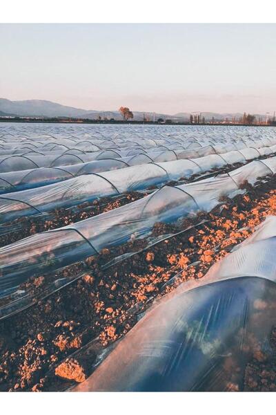 Procover Malç Naylonu Şeffaf 500 Metre , 120 Cm , Mini Tünel Sera ,don Kırağı Örtüsü