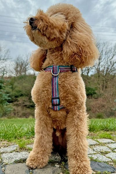 JesPawty JesColorful Classic Step-in Chest Collar