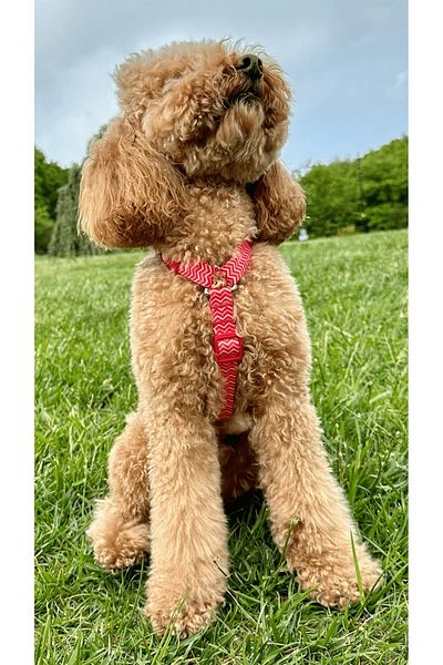 JesPawty Red H Type Chest Collar