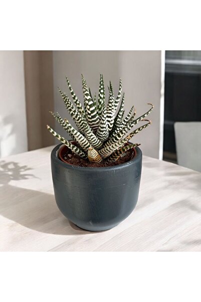 MF Botanik Dekoratif Beton Saksılık -  8 cm Üretim Saksı için Saksı Kabı