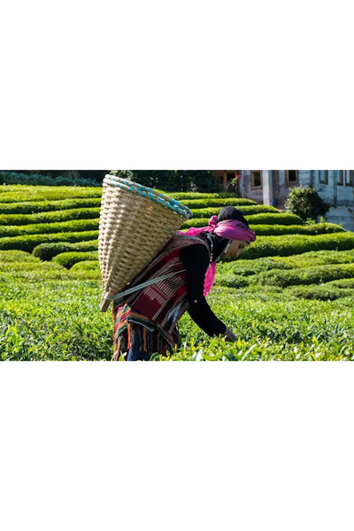 Lipton Tiryaki Harman Jumbo Demlik 35 gr 30’lu