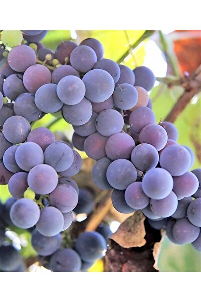 The Best Online Thebestonline (İzabella) Kokulu Laz Üzümü Fidanı