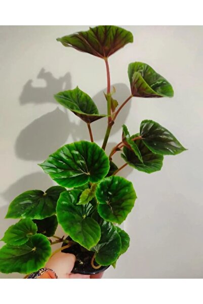 The Best Online Thebestonline Yeşil Yağlı Begonya