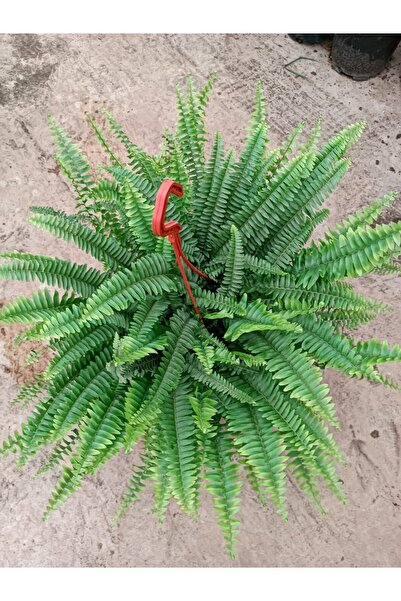 The Best Online Thebestonline Aşk Merdiveni Çiçeği