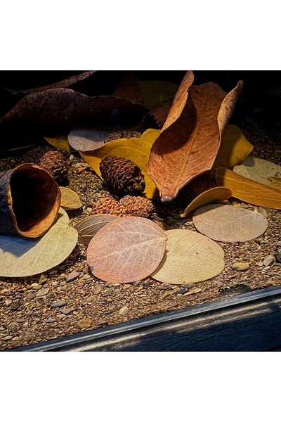 Choice 50pcs Natural Leaf Aquarium Filter Terminalia Catappa Foetida Leaves Island Almond Leaf Fish Clea...