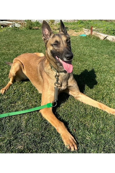 VSLT HANDMADE Large Breed Dog Walker Strap - Anti-Shock Spring Anti Shock Dog Leash