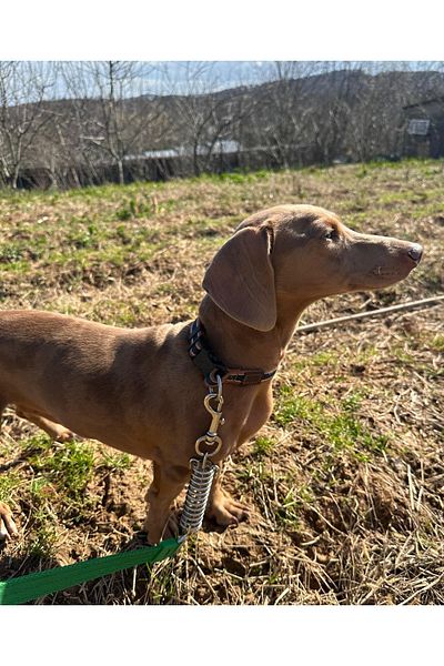 VSLT HANDMADE Large Breed Dog Walker Strap - Anti-Shock Spring Anti Shock Dog Leash