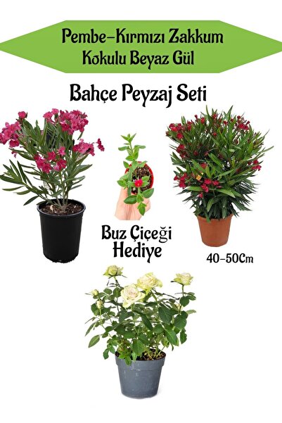 serada decor & plant Bahçe Seti 1 Adet Kırmızı 1 Adet Pembe Zakkum+ 1 Adet Be...