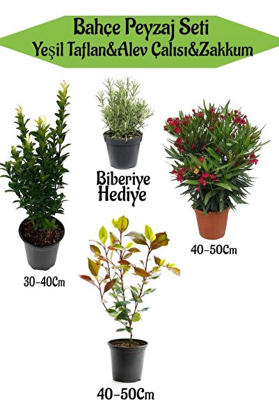 serada decor & plant Bahçe Seti 1 Adet Yeşil Taflan+1 Adet Alev Çalısı+1 Adet...