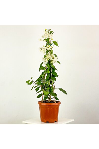 fidanpaketim begonvil ağacı  120 cm  katmerli begonvil ( 120-150 cm ) sarılıcı