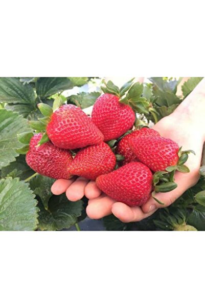 HİLAL TARIM ÇİFTLİĞİ Monterey açık kök çilek fidanı 10 adet