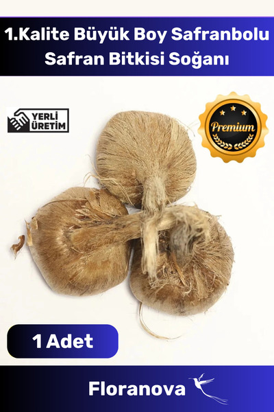 Floranova Özel Üretim Dikime Hazır Yerli Üretim Büyük Boy 1. Kalite Safranbolu Safran Bitkisi Soğanı - 1 Adet