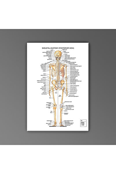 Cakatablo İnsan Anatomisi Arka İskelet