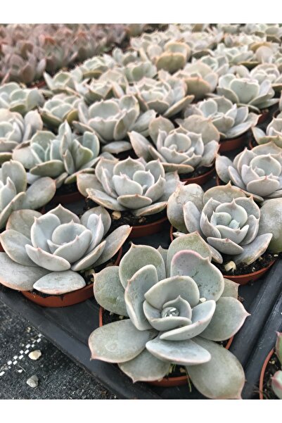 EGZOTİKBAHÇE Echeveria Pollux Sukulent Özel Tür 5,5cm Saksıda