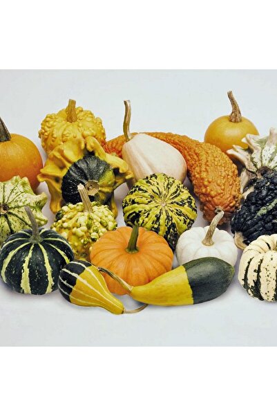 E-fidancim Karışık Süs Su Kabağı Tohumu (10 tohum)