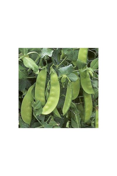 Karahasanoğlu Tarım Yerli Yaprak Bezelye Tohumu (İlaçlı) 500 Gr