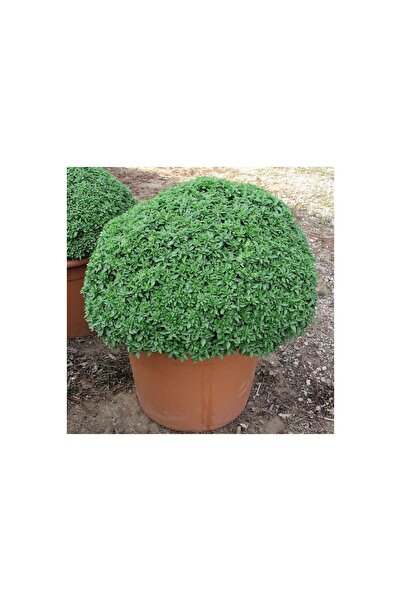 Karahasanoğlu Tarım Yerli Ata Tohumu Reyhan Top Fesleğen 50 Adet