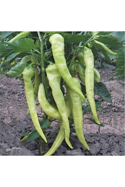 Karahasanoğlu Tarım Yerli Ata Tohumu Çarliston Biber 100 Adet