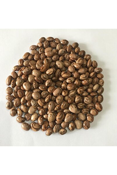 Karahasanoğlu Tarım Yerli Ata Tohumu Sırık Yüksek Verimli Ferasetsiz Erken Fa...