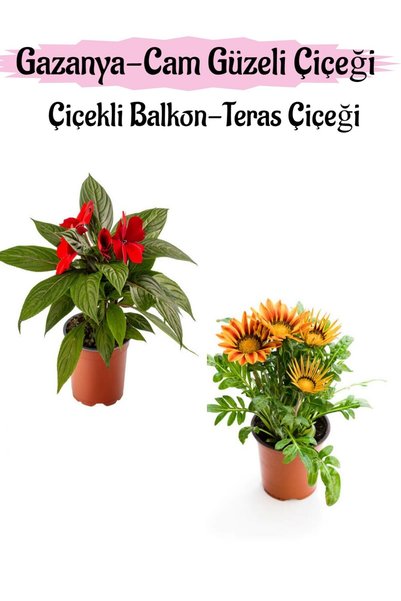 Nura Botanik Kırmızı Renk Cam Güzeli 1 ADET+Turuncu Sarı Renk Gazanya Çiçeği ...