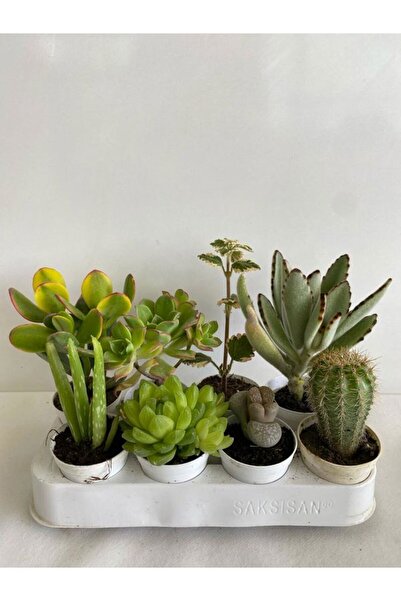 Nura Botanik 4'Lü Bitki Seti Aleovera+Para+Sukulent+Taş Kaktüs+Kokulu Benjami...