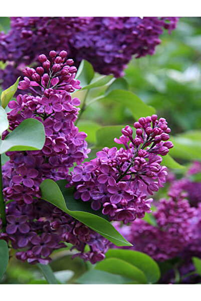 Nura Botanik Videolu Mor Leylak (40 60 CM)1 Adet Saksılı / Tüplü Bahçe Bitkis...