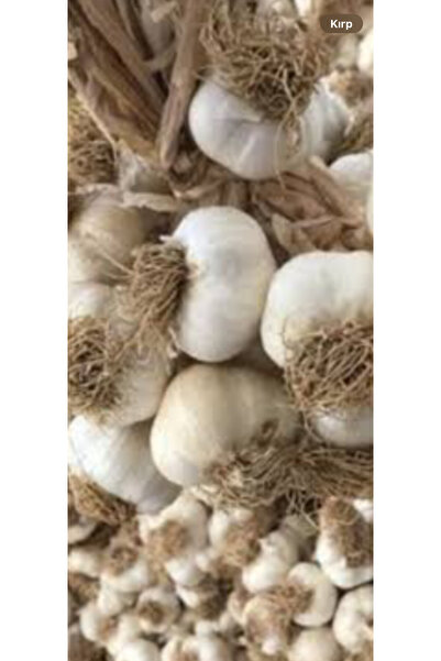 sarımsak Taşköprü sarımsağı küçük boy 1 kg 2025 yeni