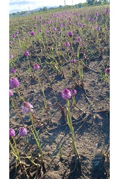 Lider Salep Salep Fidesi | 100 Adet | – Organik Salep Fidanı & Doğal Salep Yetiştiriciliği 🌱