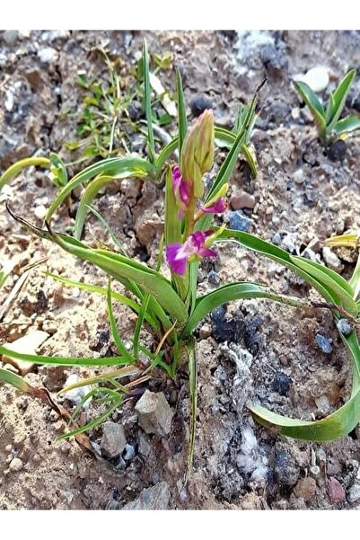 Lider Salep 🌿 Aslanağzı Salep Fidesi | 100 Adet | – Organik Salep Fidanı & Doğal Yetiştiricilik 🌱